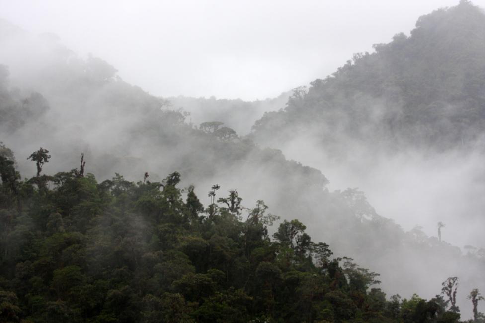 El bosque nuboso